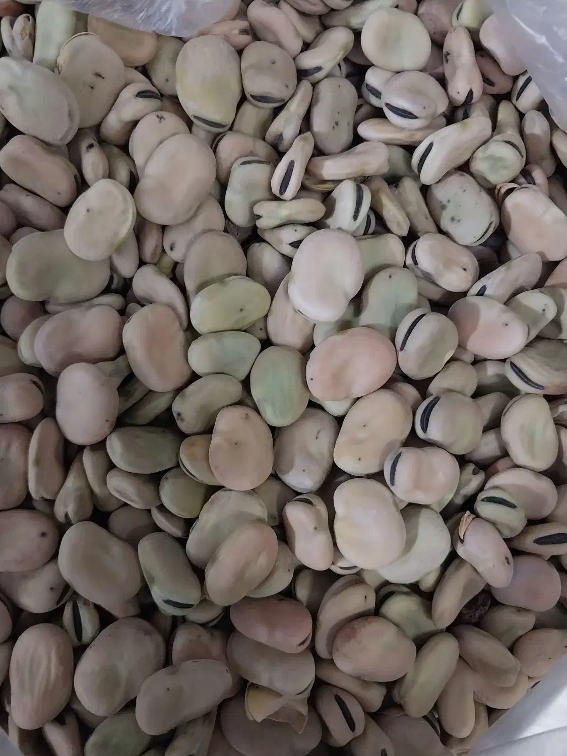 باقالی خرم آباد|خوردنی و آشامیدنی|تهران, مسعودیه|دیوار