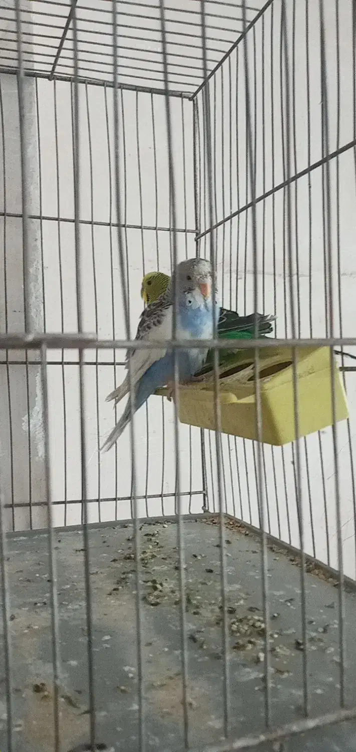 پرندگان|پرنده|تهران, جنتآباد مرکزی|دیوار