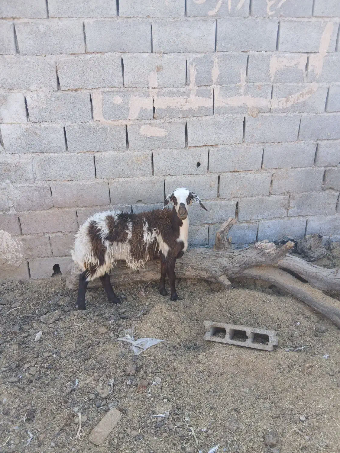 بره ماده پلنگی انتیک لخت فریمان|حیوانات مزرعه|مشهد, آبکوه|دیوار