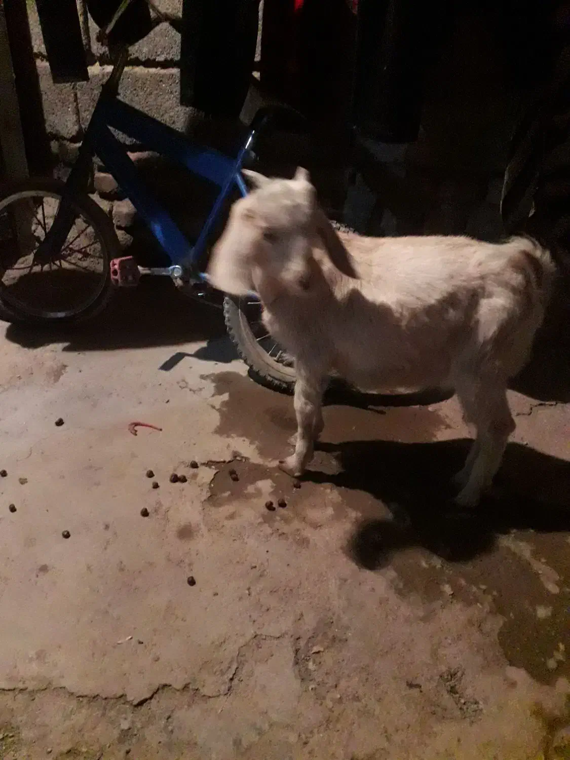 کهره نر|حیوانات مزرعه|کرمان, |دیوار