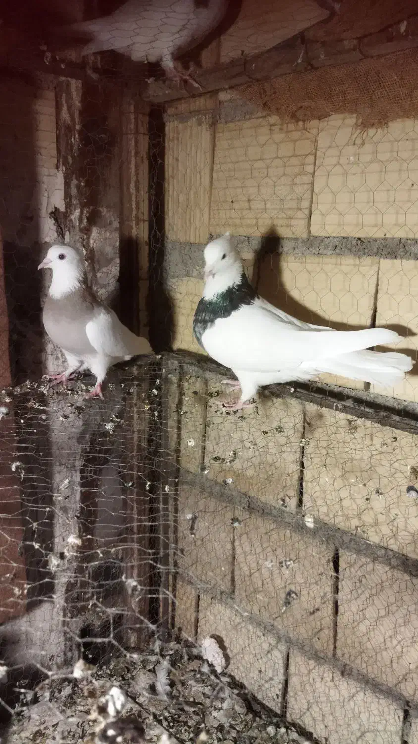 کبوتر طوقی|پرنده|محمدشهر, کوی بهار|دیوار