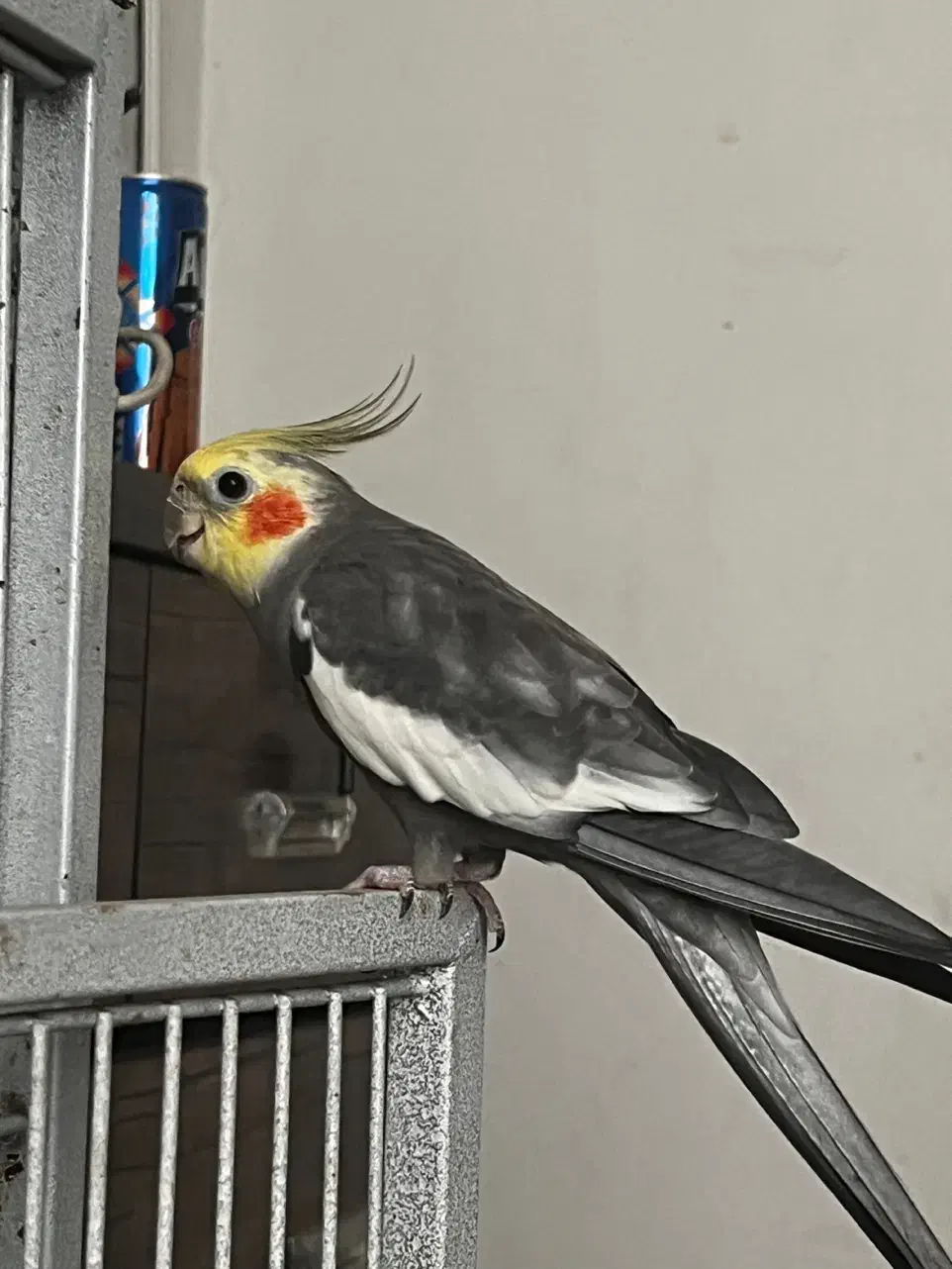 طوطی عروس|پرنده|گیلان غرب, |دیوار