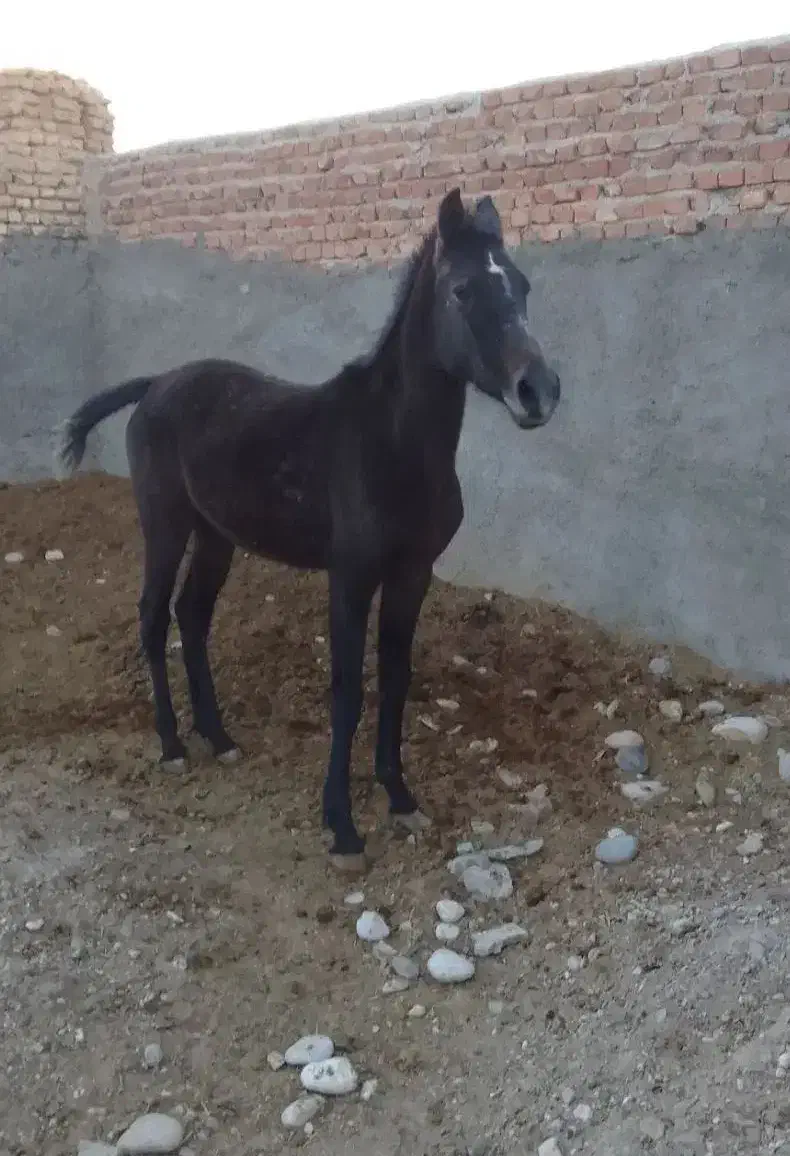 کره اسب مادیون|اسب و تجهیزات اسب‌سواری|فسا, |دیوار