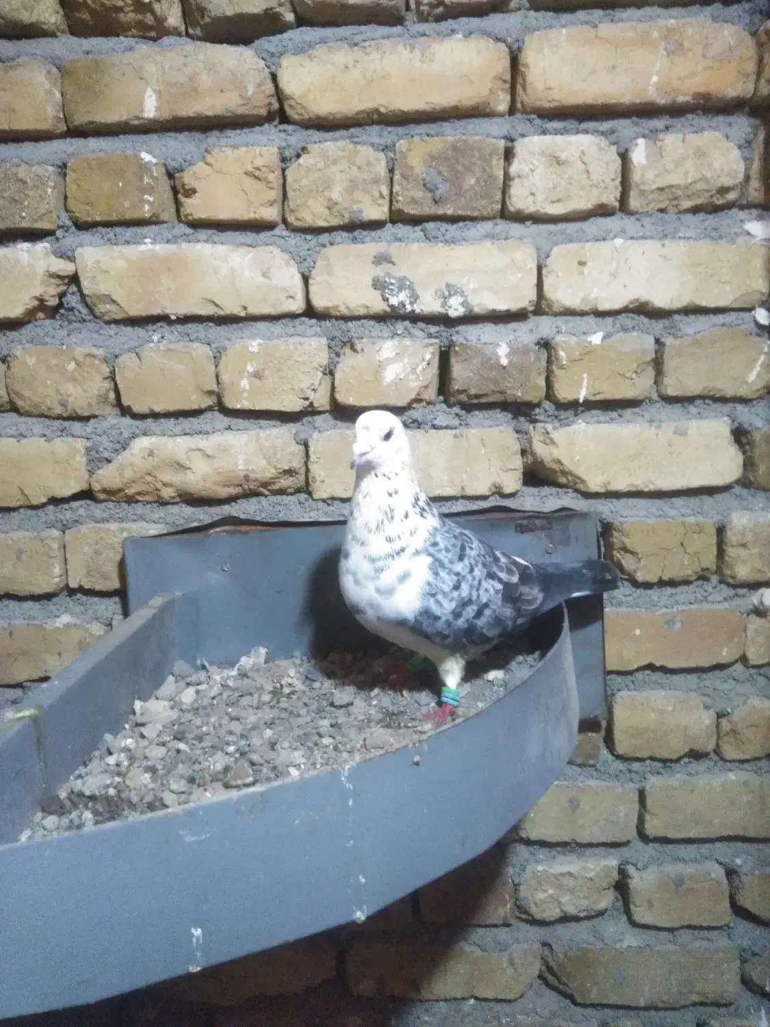 سوسکی|پرنده|زاوه, |دیوار