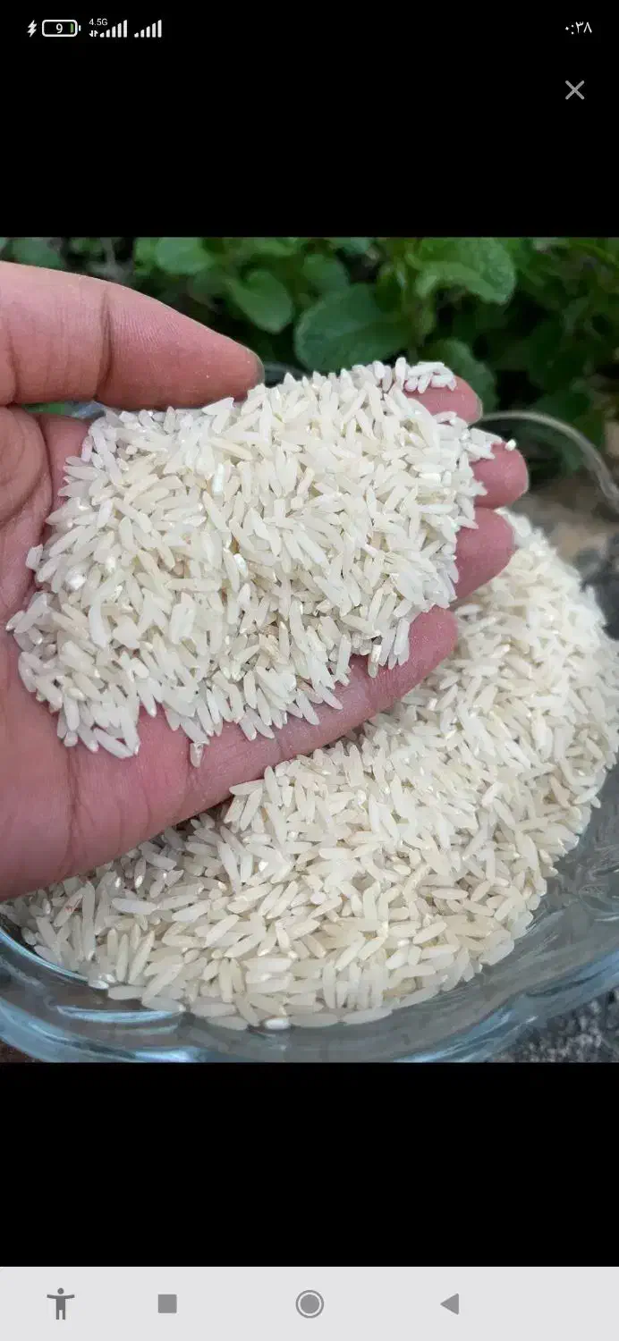 برنج دم سیاه اعلا فارسیان|خوردنی و آشامیدنی|آزادشهر, |دیوار