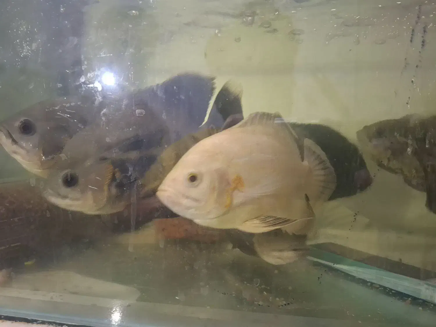 ماهی اسکار|ماهی|مشهد, امیرآباد|دیوار