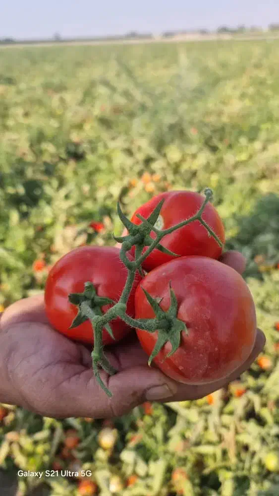 رب گوجه فرنگی|عمدهفروشی|مرودشت, تخت جمشید|دیوار