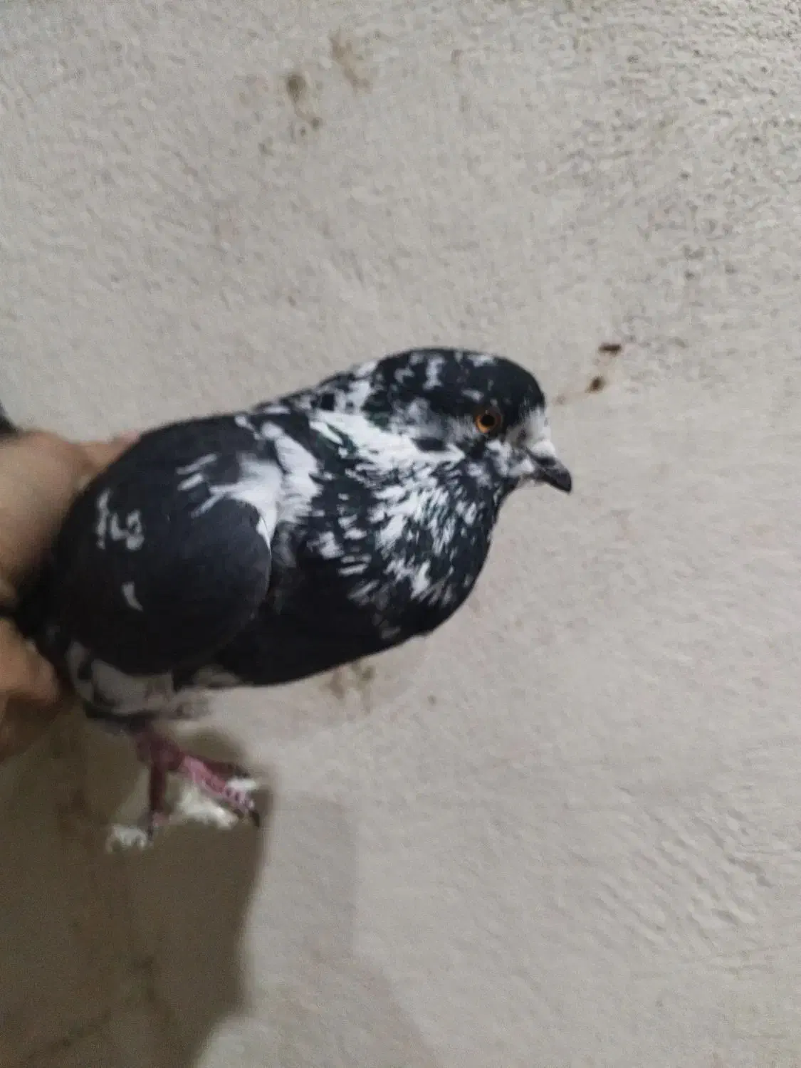 کبوتر|پرنده|هشتگرد, تهران دشت|دیوار