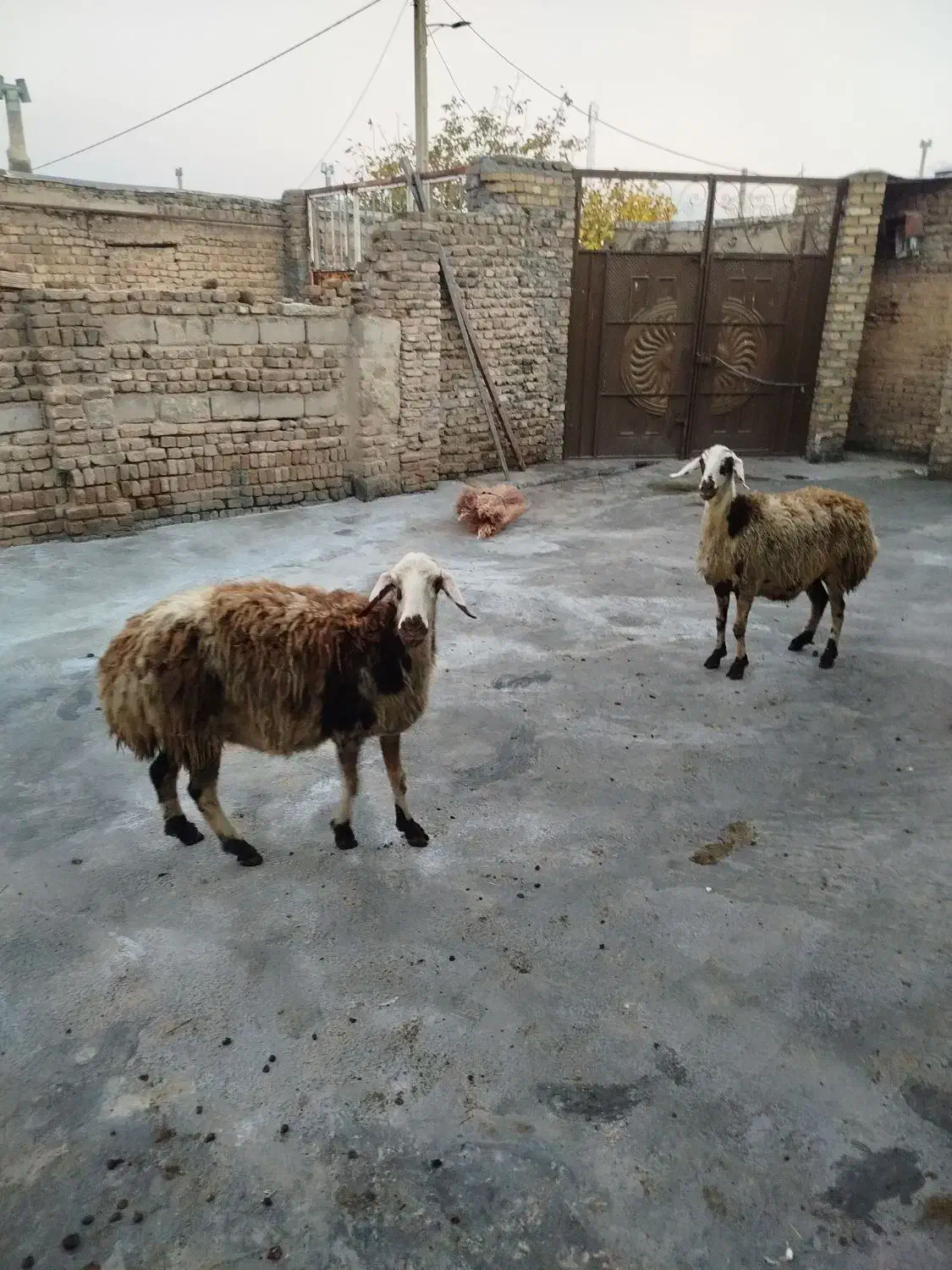 گوسفند|حیوانات مزرعه|بروجرد, |دیوار