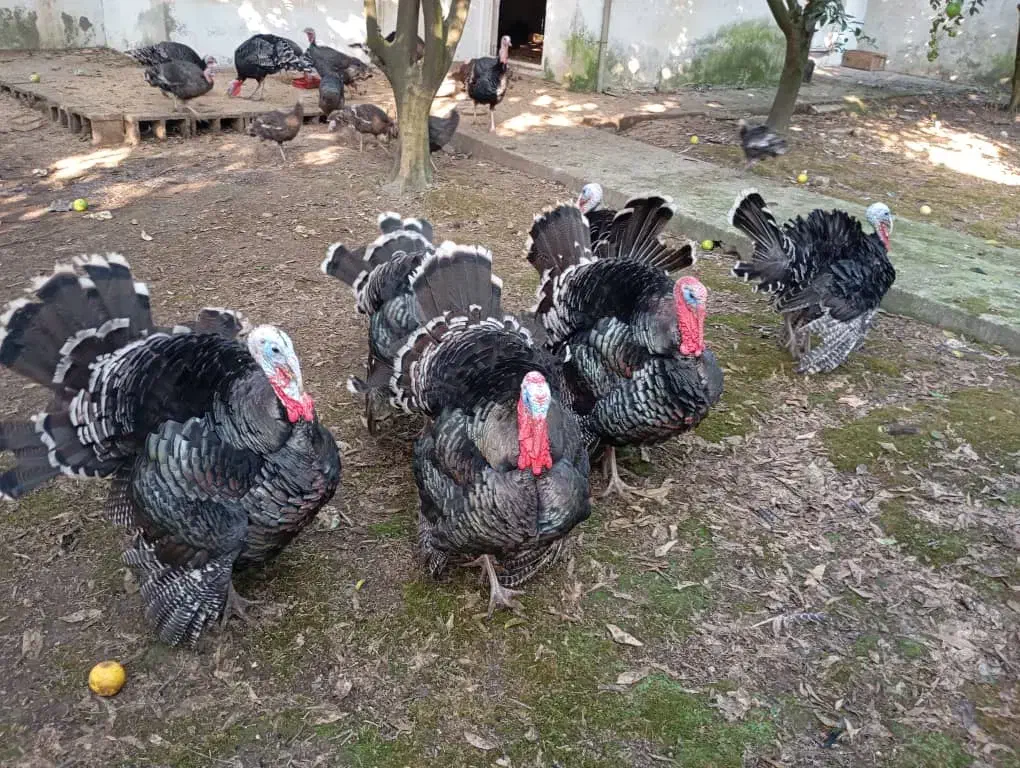 بوقلمون نر برنز|حیوانات مزرعه|هادی شهر, |دیوار