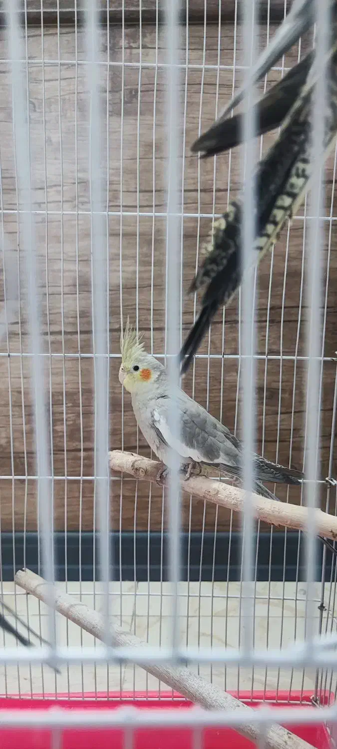 سه عروس هلندی ( ۱خواهر و ۲ برادر)+ قفس شیک و بزرگ|پرنده|قم, بکایی|دیوار