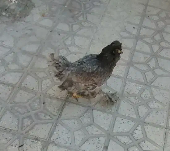 مرغ و خروس و بوقلمون باشت|حیوانات مزرعه|باشت, |دیوار