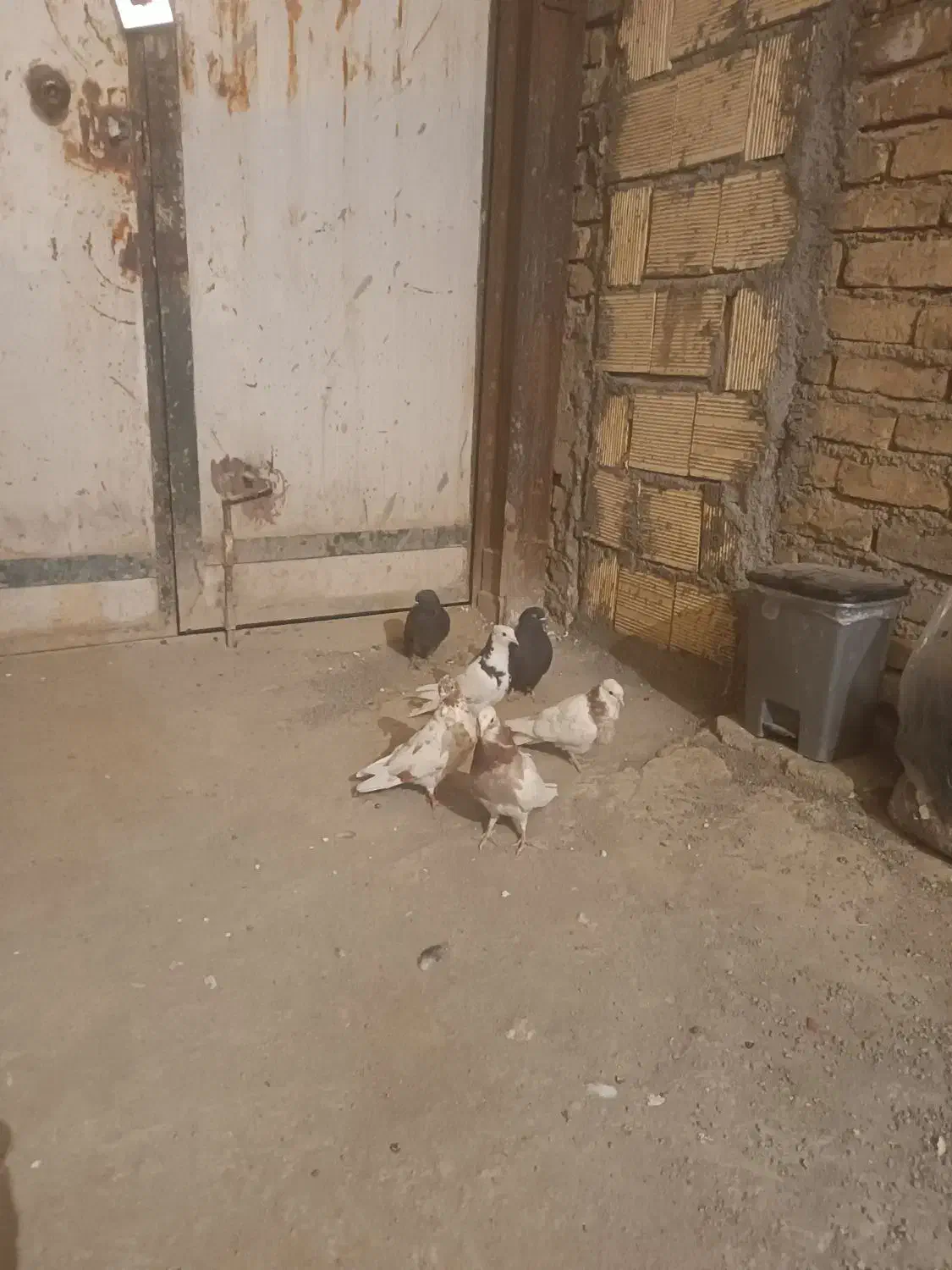 کبوتر طوقی|پرنده|کرمانشاه, |دیوار