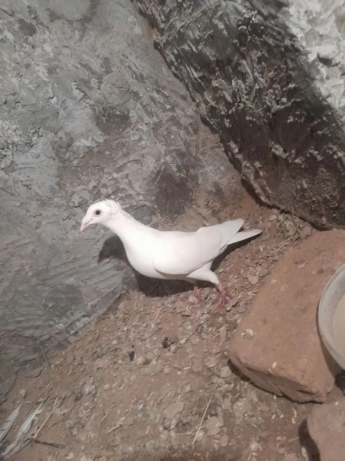 گمشده|پرنده|چهاردولی, |دیوار