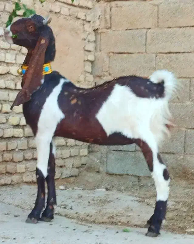 بز کاموری اصل چهار قلوزا|حیوانات مزرعه|اندیمشک, |دیوار