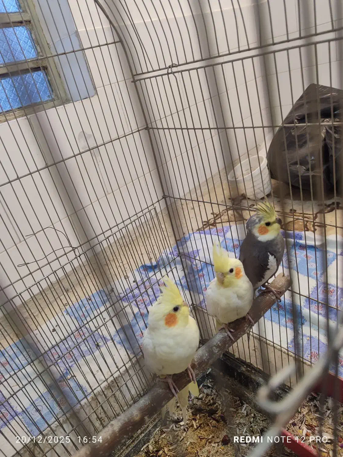 عروس هلندی|پرنده|شهر بابک, |دیوار