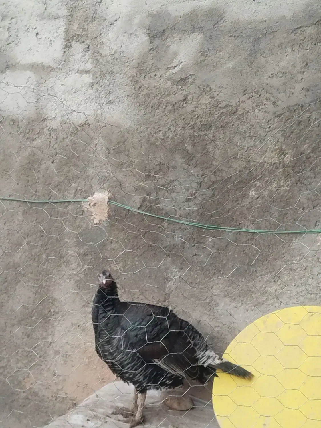 فروش|حیوانات مزرعه|شیراز, ظفرآباد|دیوار