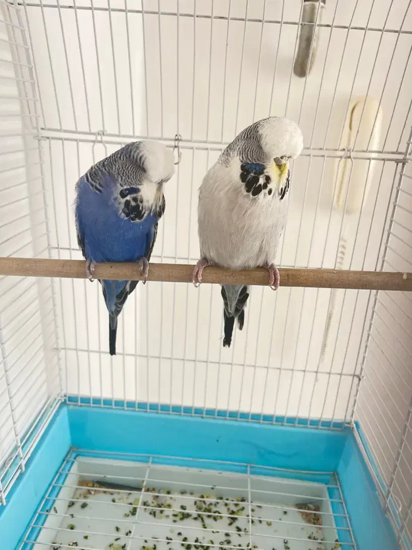 مرغ عشق انگلیسی ۵ ماهه|پرنده|تبریز, |دیوار