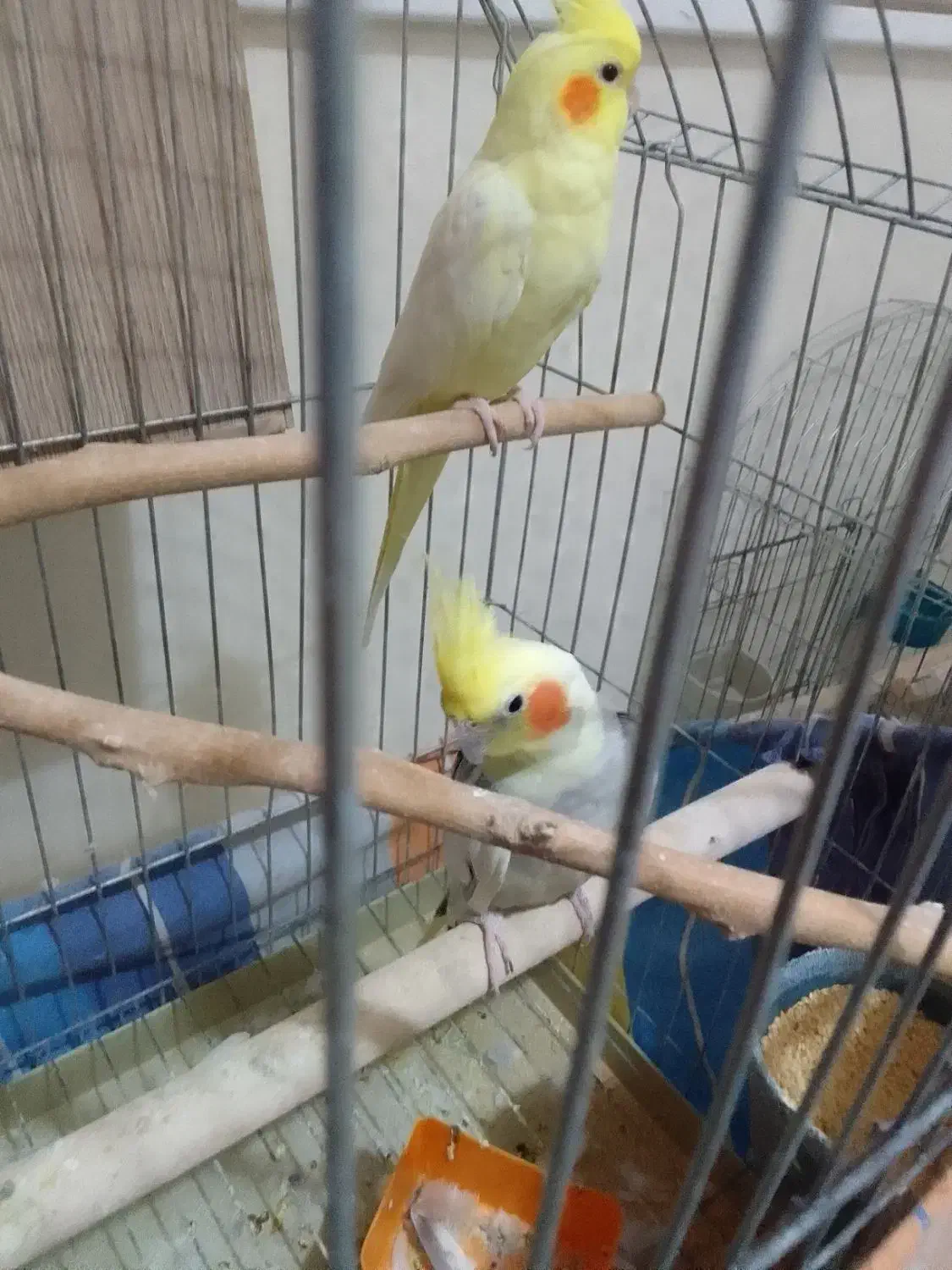 عروس هلندی|پرنده|تهران, جیحون|دیوار