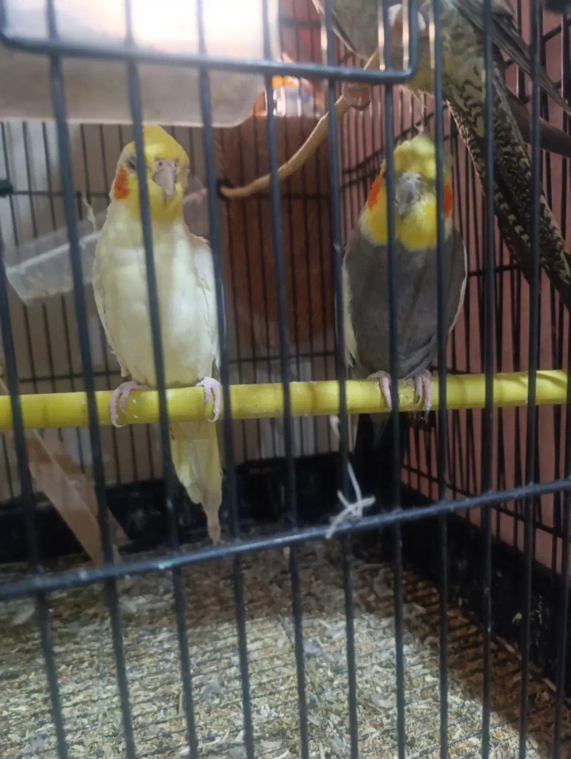 چهار جفت عروس هلندی جوون و بالغ و نطفه دار|پرنده|قشم, |دیوار