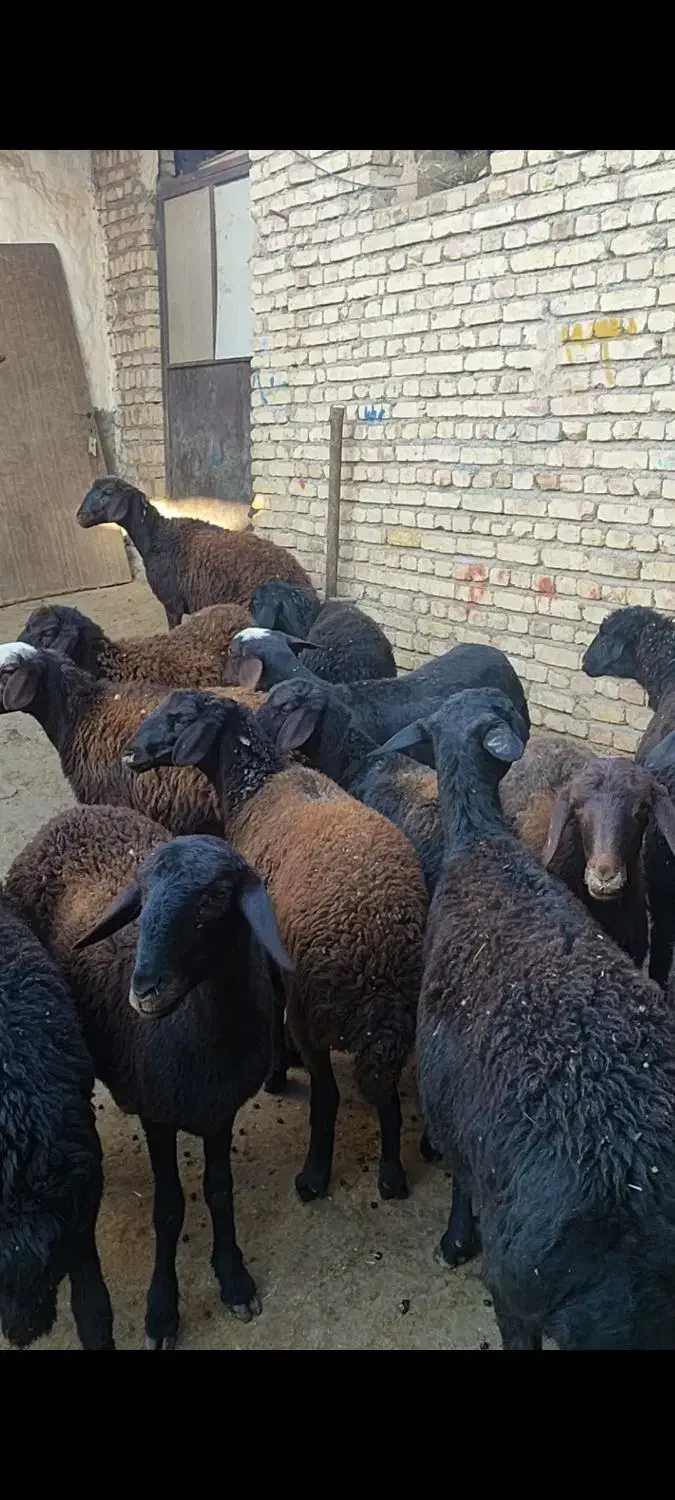 بره ماده|حیوانات مزرعه|تیکمه داش, |دیوار