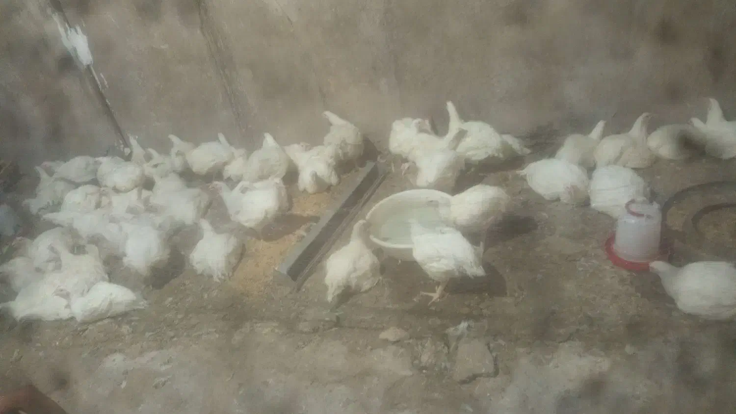 فروش مرغ گوشتی|حیوانات مزرعه|لردگان, |دیوار