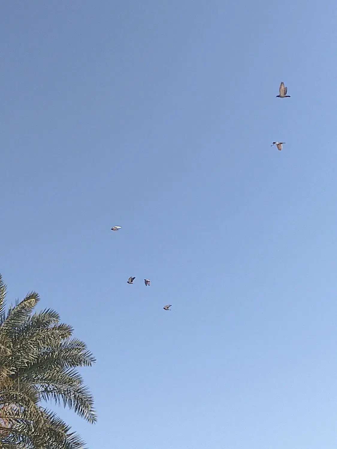 کبوتر پلاکی|پرنده|حمیدیه, |دیوار