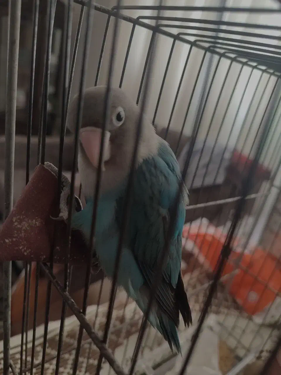 کوتوله نیمه دستی|پرنده|مشهد, کشف|دیوار