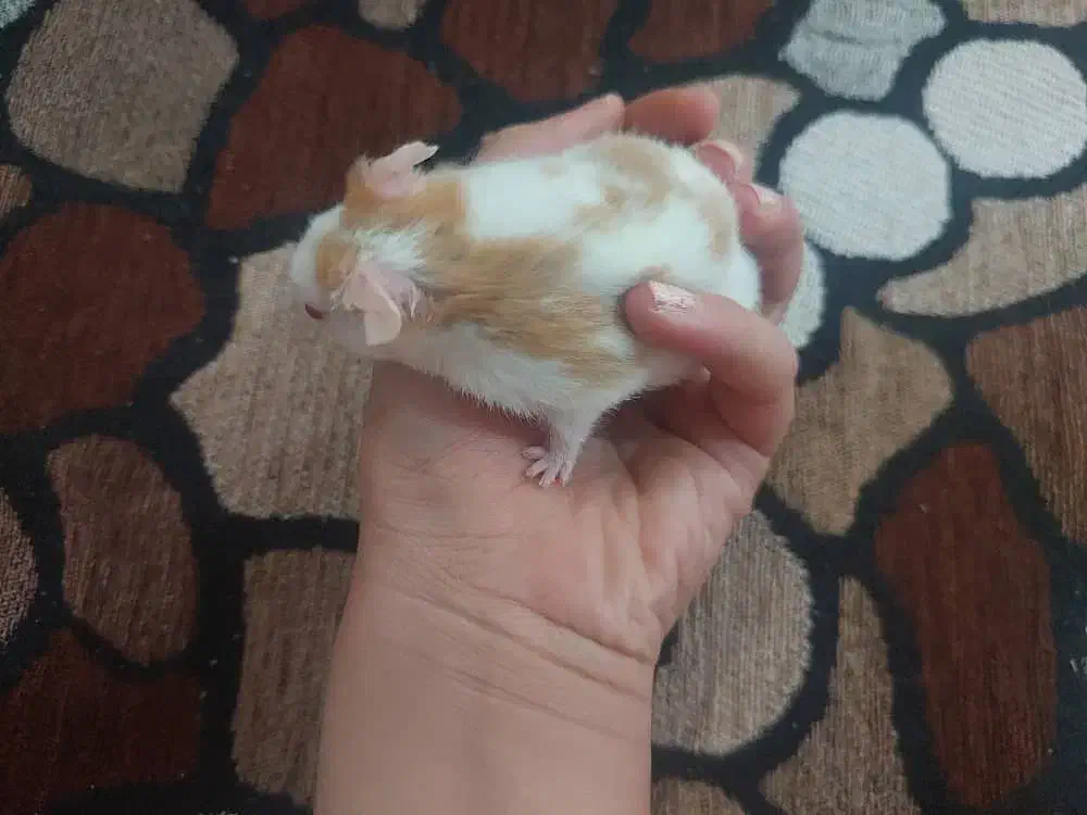 همستر های بامزه|موش و خرگوش|شیراز, دشت چنار|دیوار