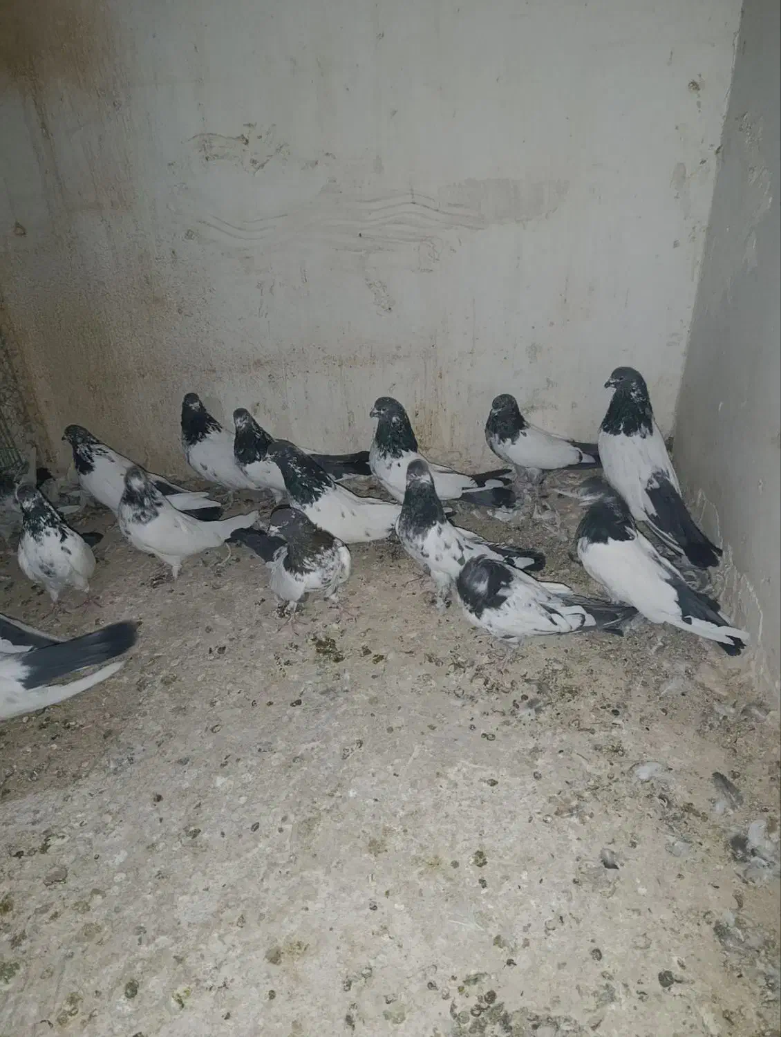 کبوتر کله دم سبز|پرنده|کبودرآهنگ, |دیوار