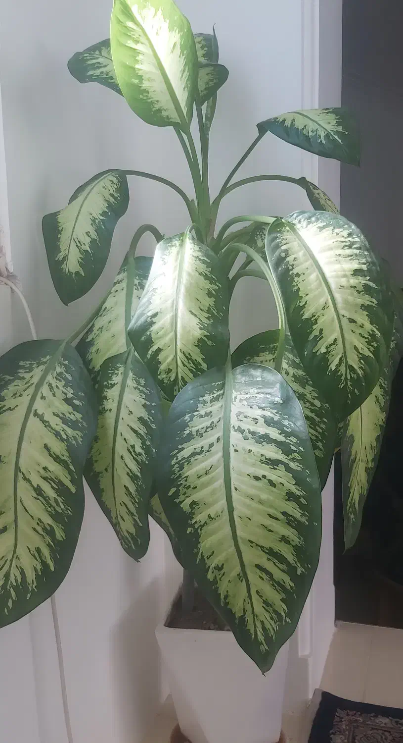 گل و گیاه|گل و گیاه طبیعی|یزد, |دیوار