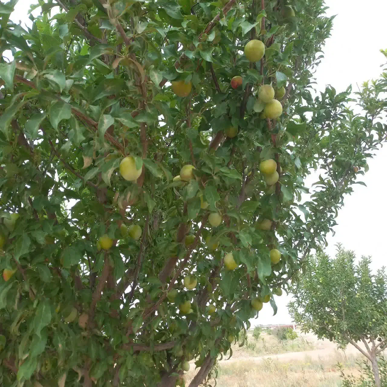 باغ زمین داخل مجتمع نیروانتظامی معاوضه با ماشین|فروش زمین و ملک کلنگی|مشهد, کلاکوب|دیوار