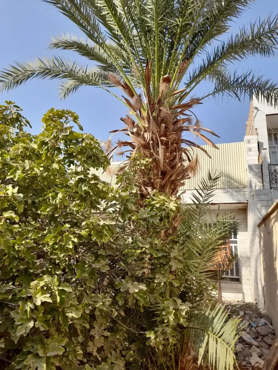 نخل خرما ۳۰ ساله|گل و گیاه طبیعی|میبد, |دیوار