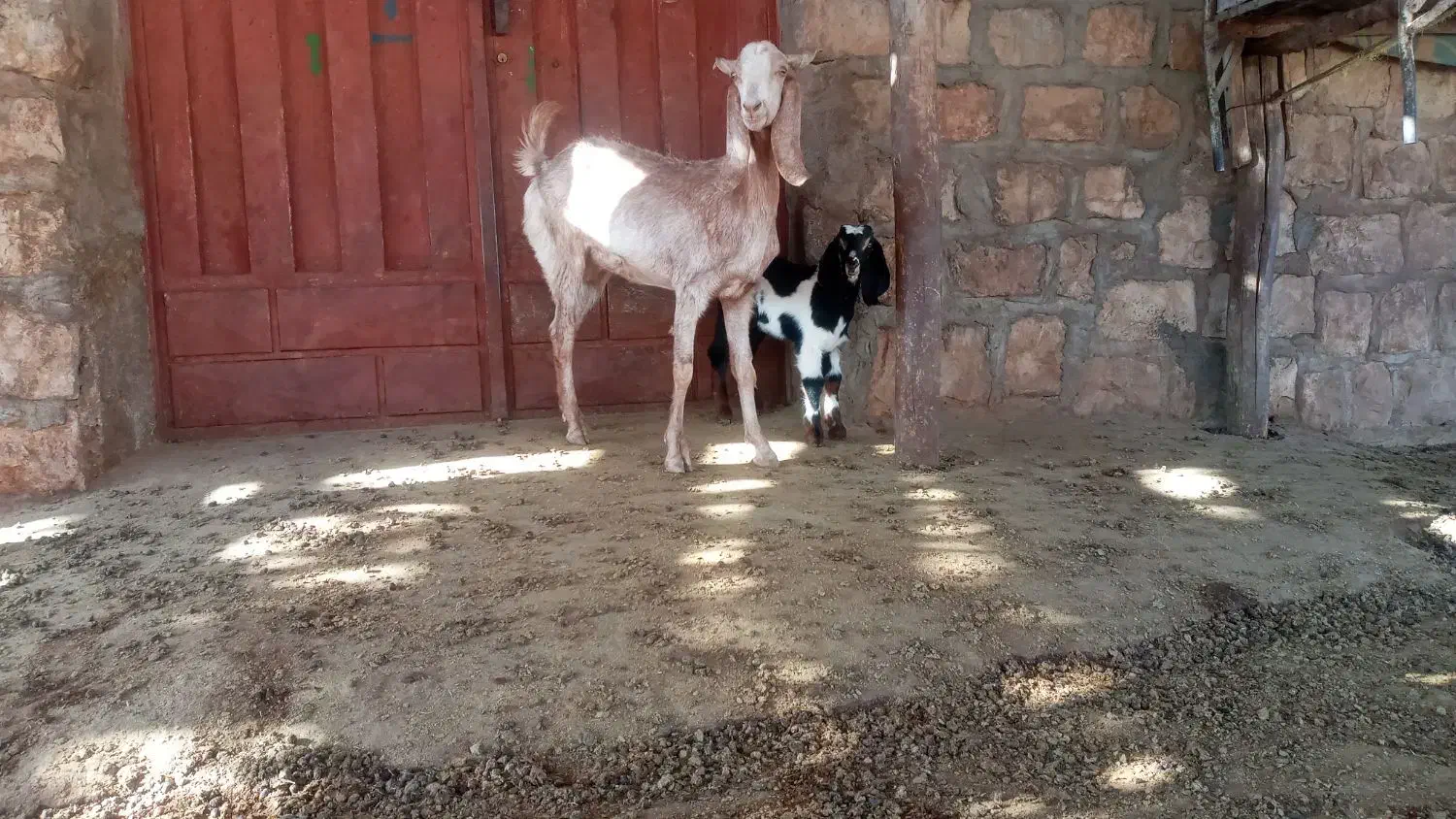 بز و بزغاله|حیوانات مزرعه|کوهدشت, |دیوار