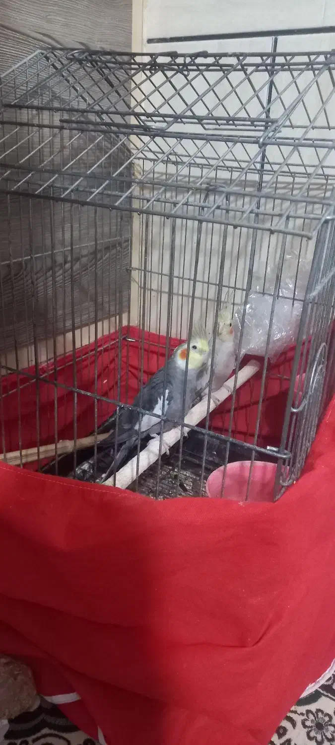 عروس هلندی|پرنده|یزد, |دیوار