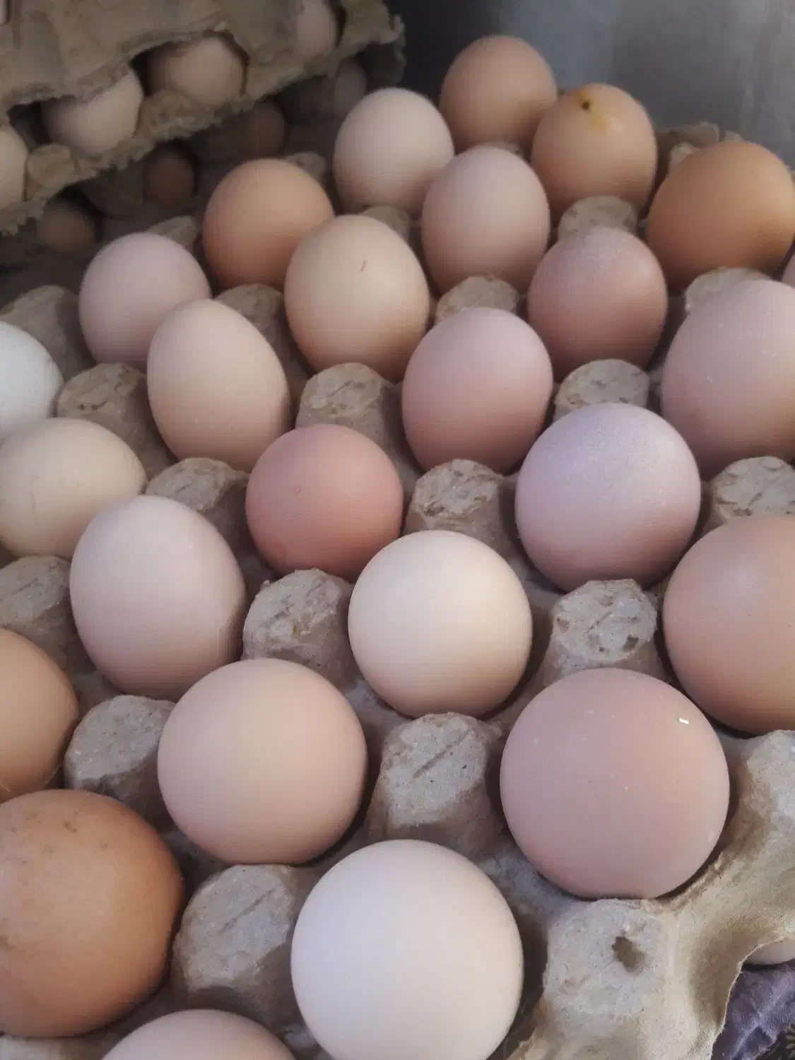 تخم مرغ محلی گلپایگان اصل|خوردنی و آشامیدنی|اشنویه, |دیوار