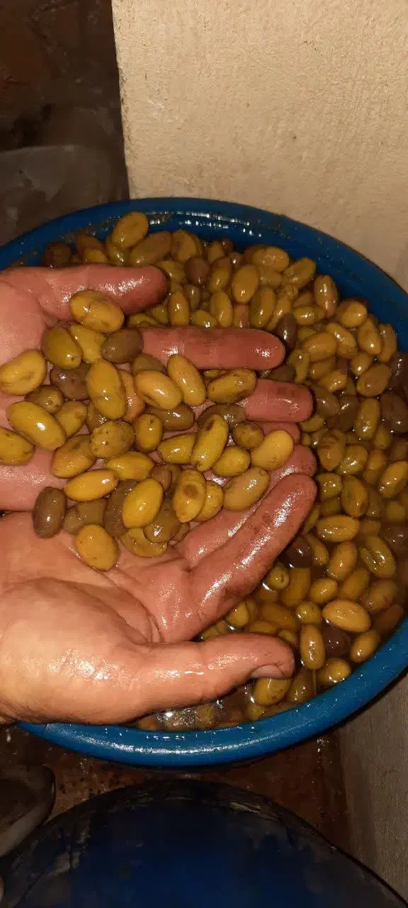 فروش زیتون ماری و گوشتی|خوردنی و آشامیدنی|رشت, توشیبا|دیوار