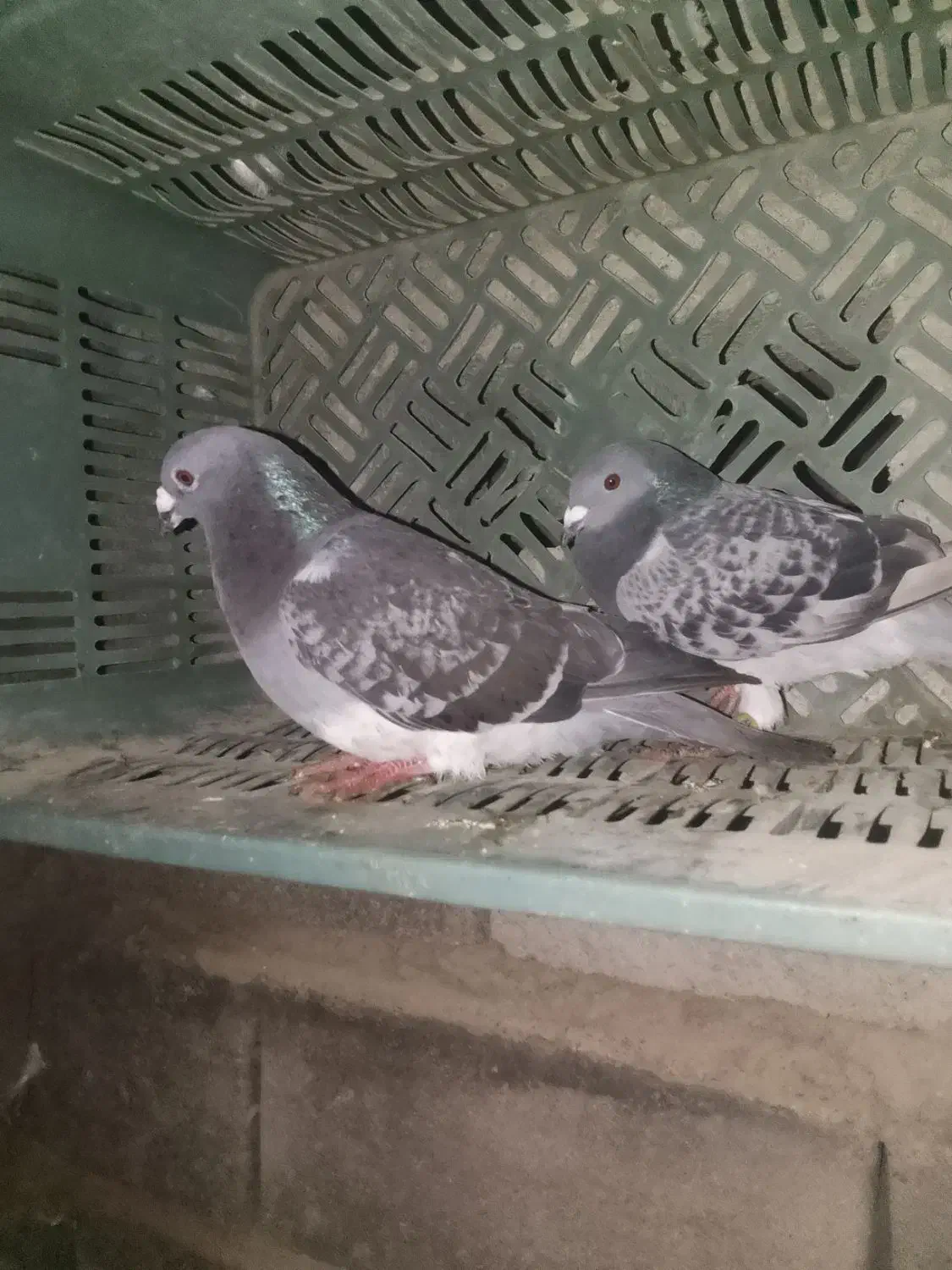 کفتر|پرنده|کهنوج, |دیوار