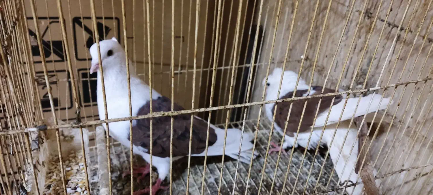 کبوتر پشت|حیوانات|سملقان, |دیوار