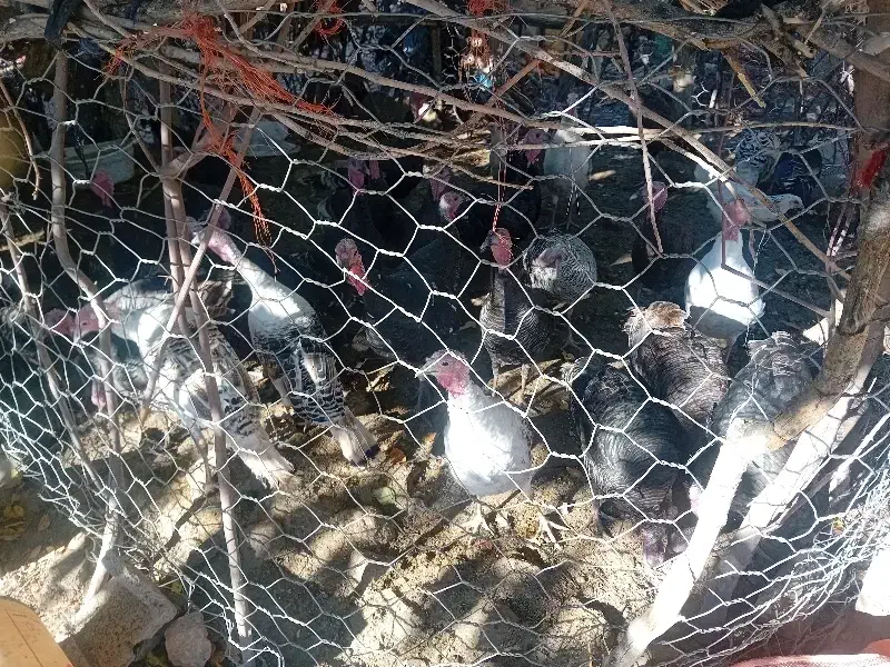 بوقلمون|حیوانات مزرعه|چگنی, |دیوار