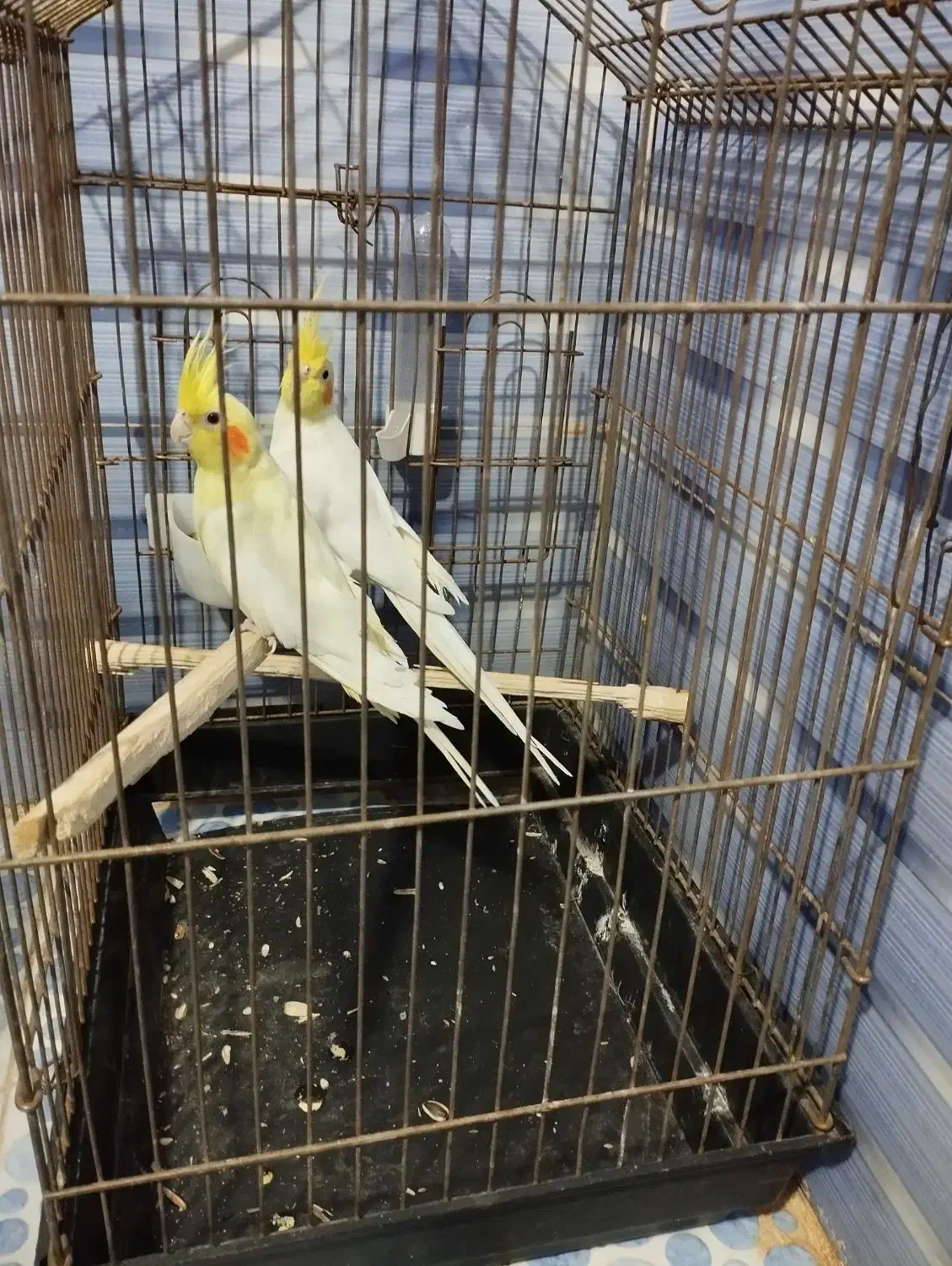 سه عدد لوتینو معاوضه با جفت لوتینو کار داده|پرنده|بشاریات, |دیوار