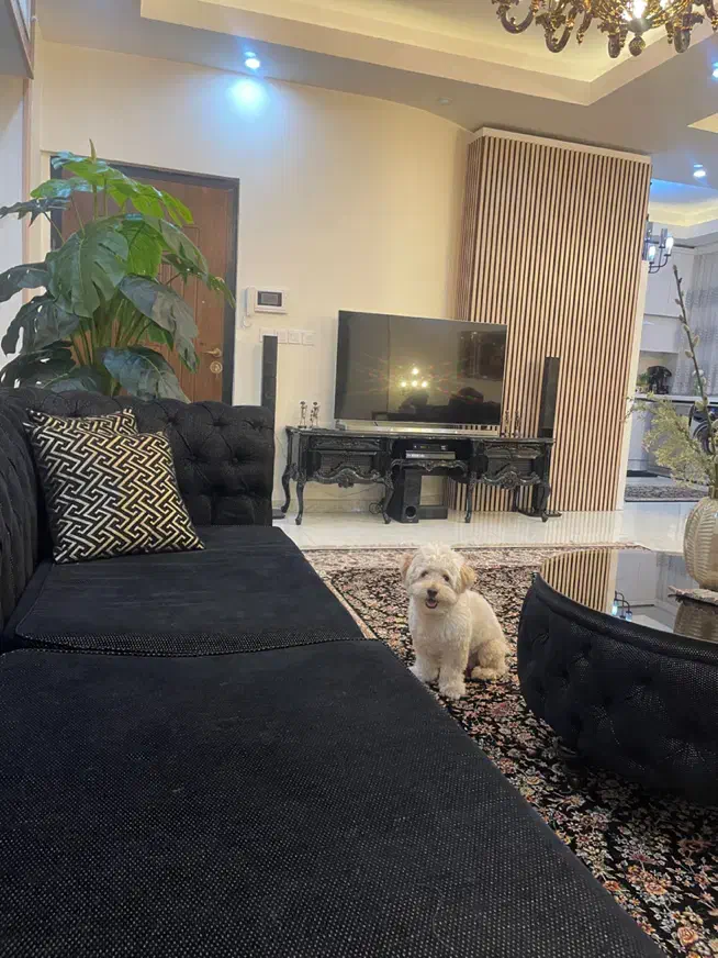 پودل تریر |سگ|قزوین, |دیوار