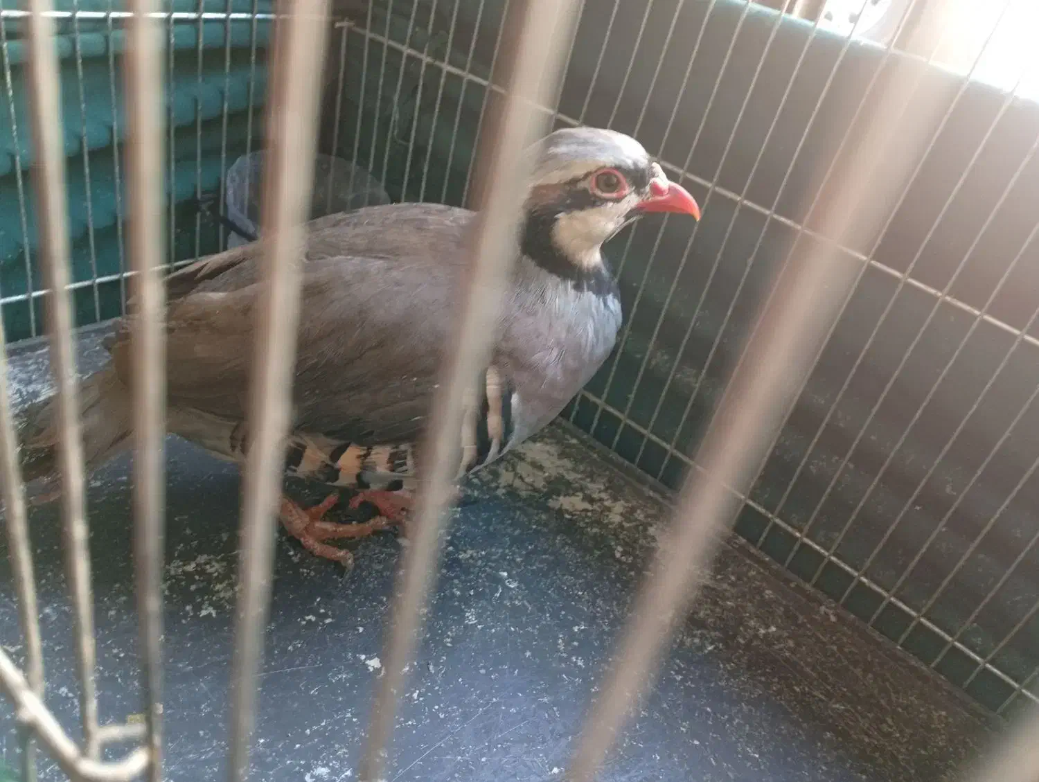 بلدرچین|حیوانات مزرعه|وحیدیه, |دیوار