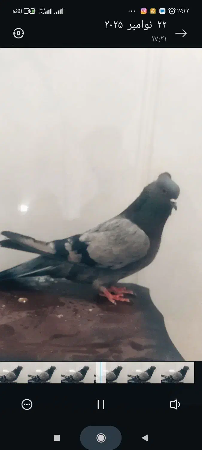 کبوتر|پرنده|اردکان, |دیوار