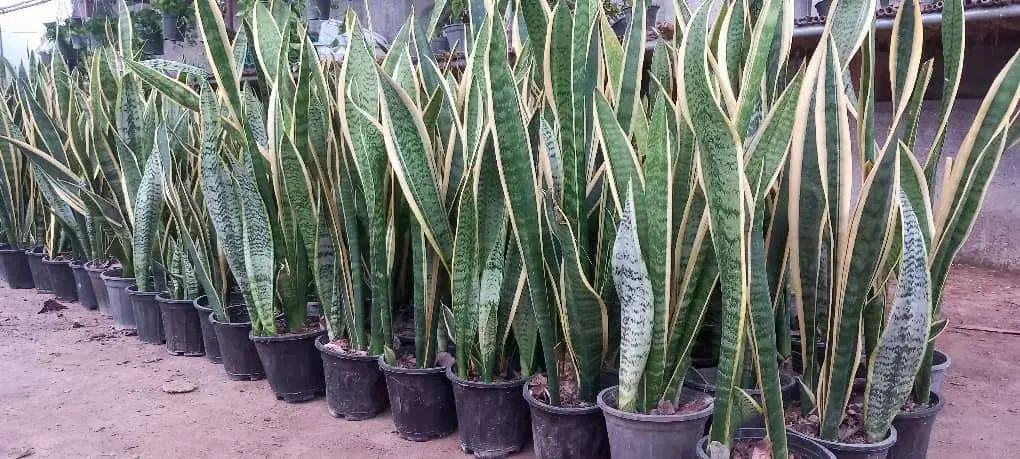 سانسوریا مستقیم از گلخانه قیمت عال ی پطوس گل|گل و گیاه طبیعی|آمل, |دیوار