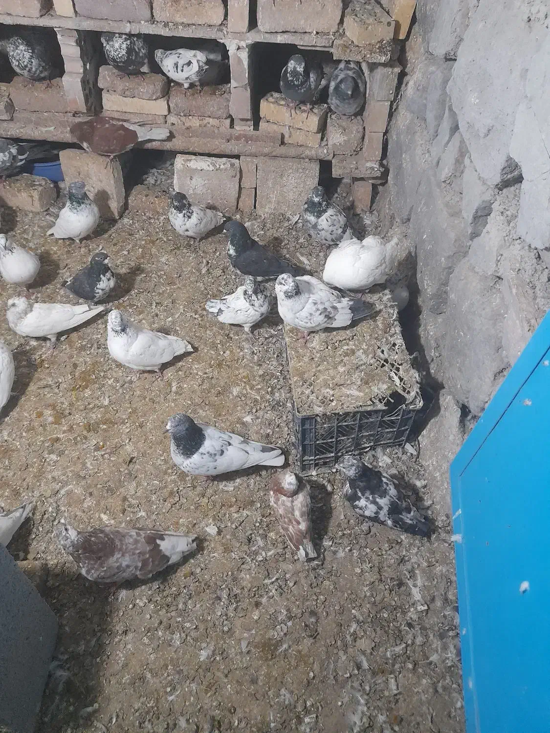 کبوترپرشی|پرنده|خلخال, |دیوار