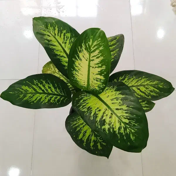 گل آگلونما، زاموفیلیا ، خاک و کود مخصوص رشد|گل و گیاه طبیعی|یزد, |دیوار