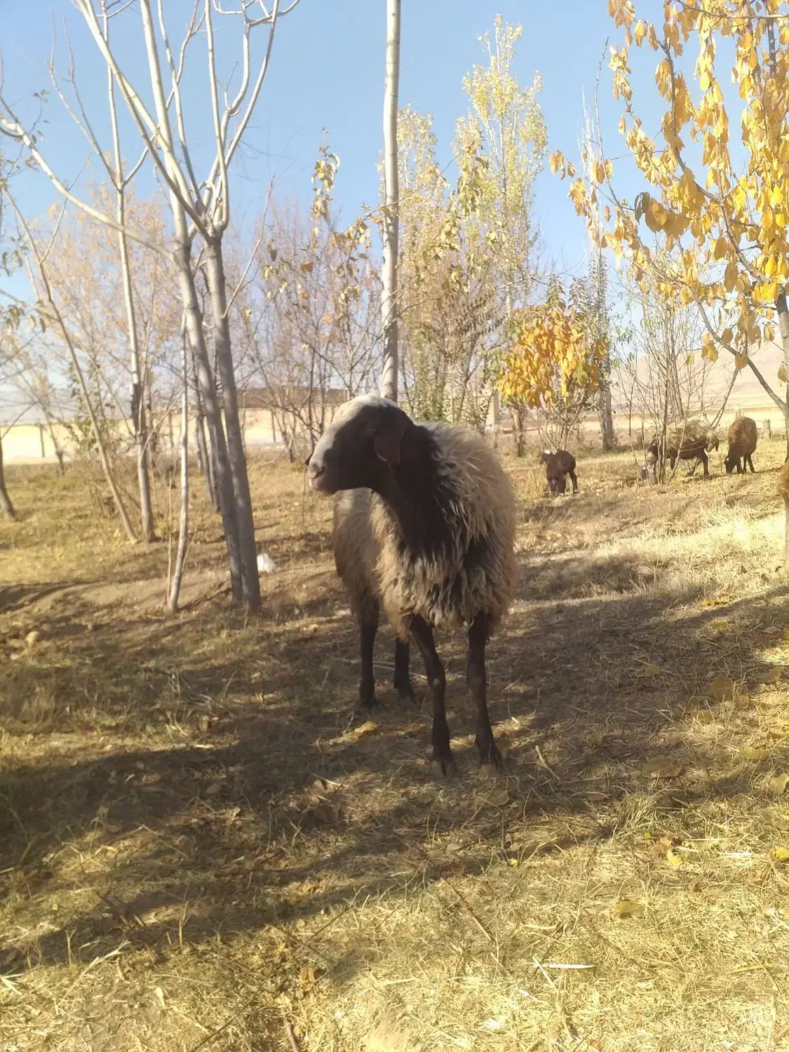 فروش قوچ نر شال|حیوانات مزرعه|پیر سلیمان, |دیوار