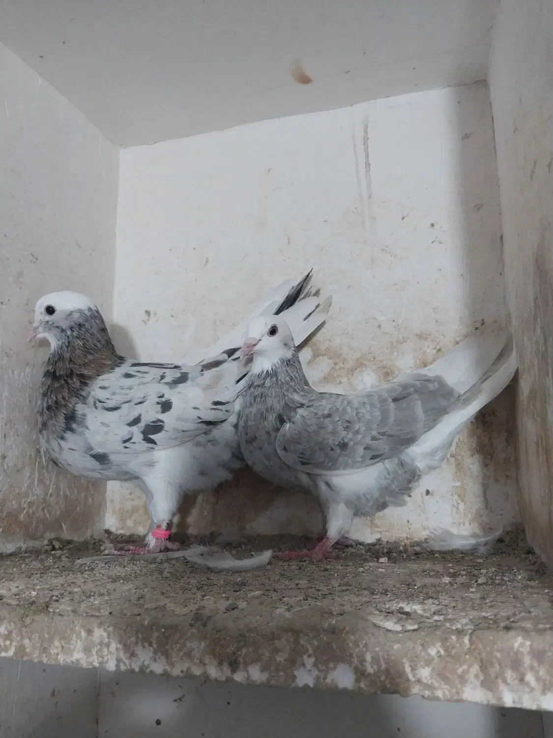 کبوتر|پرنده|مینودشت, |دیوار