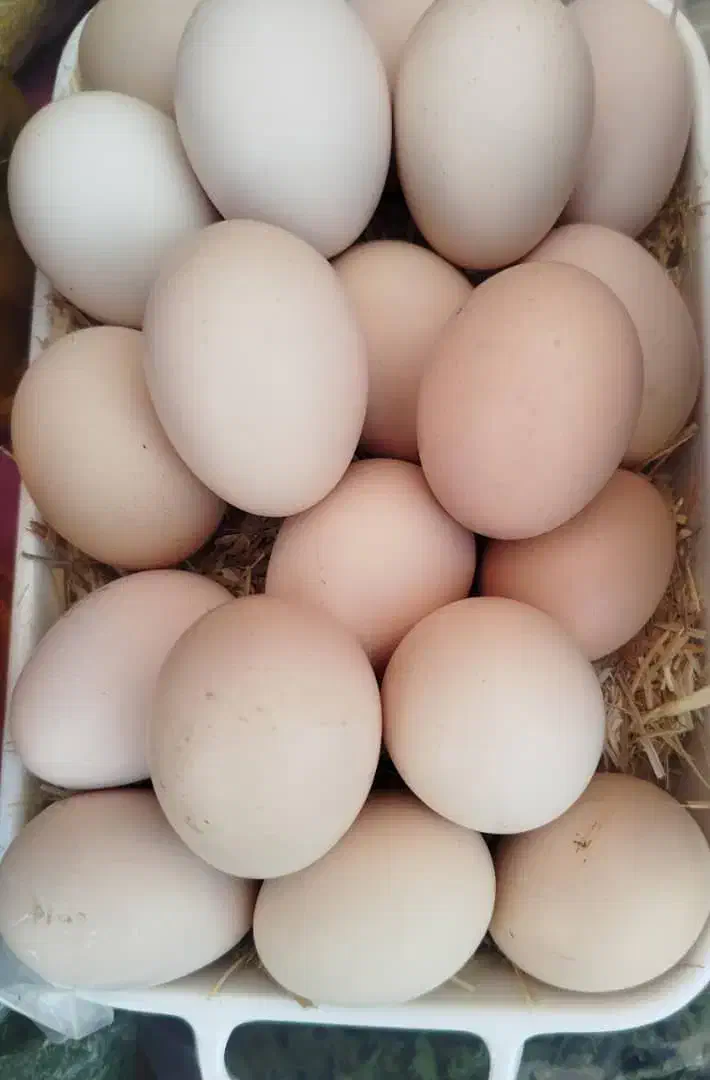 تخم مرغ محلی|خوردنی و آشامیدنی|شیراز, شهدای شهرک سعدی|دیوار